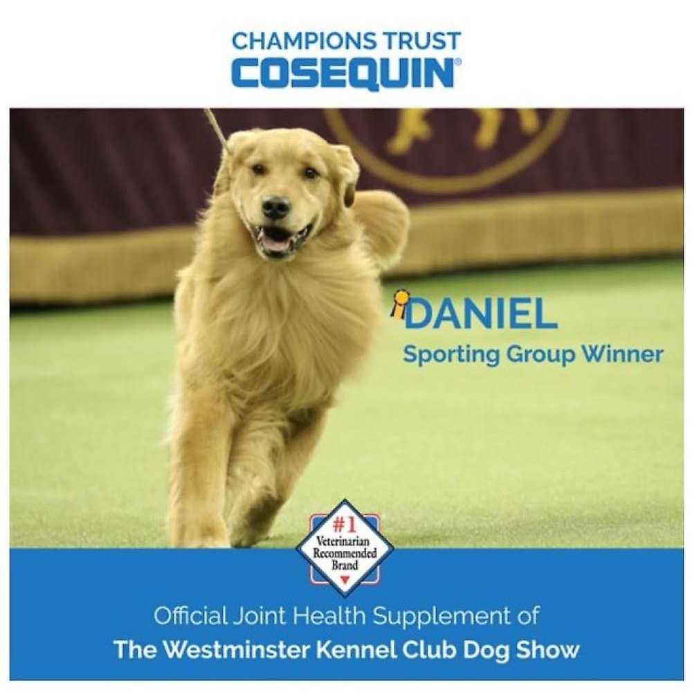 Dog Joint Health Supplement V443785