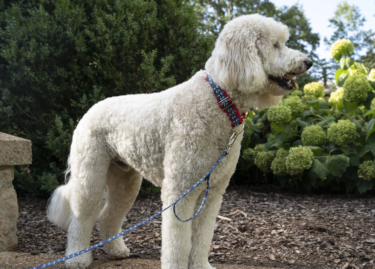 Large Martingale Dog Collar A674925