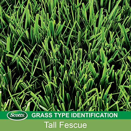 4.75 lbs. Tall Fescue Grass Seed, Fertilizer, and Mulch Mix V59246