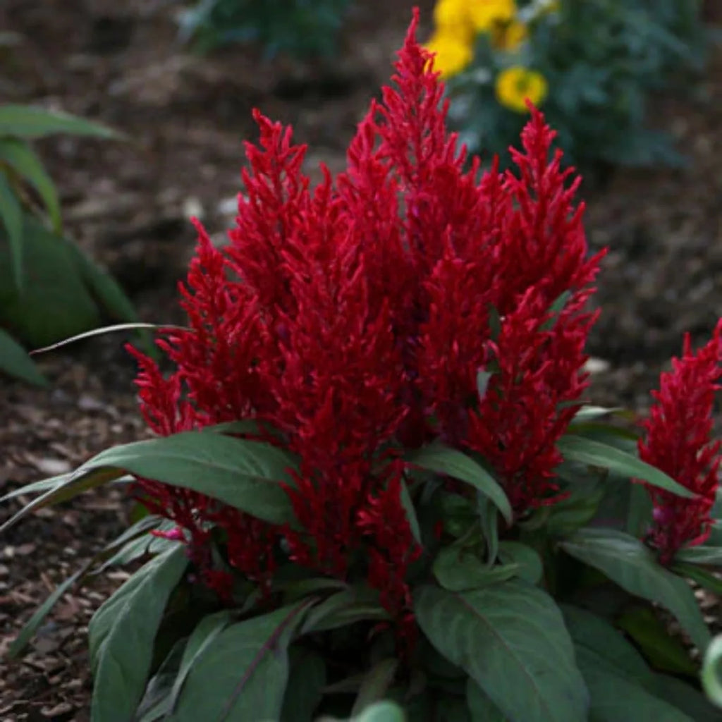 Celosia Seed V84101