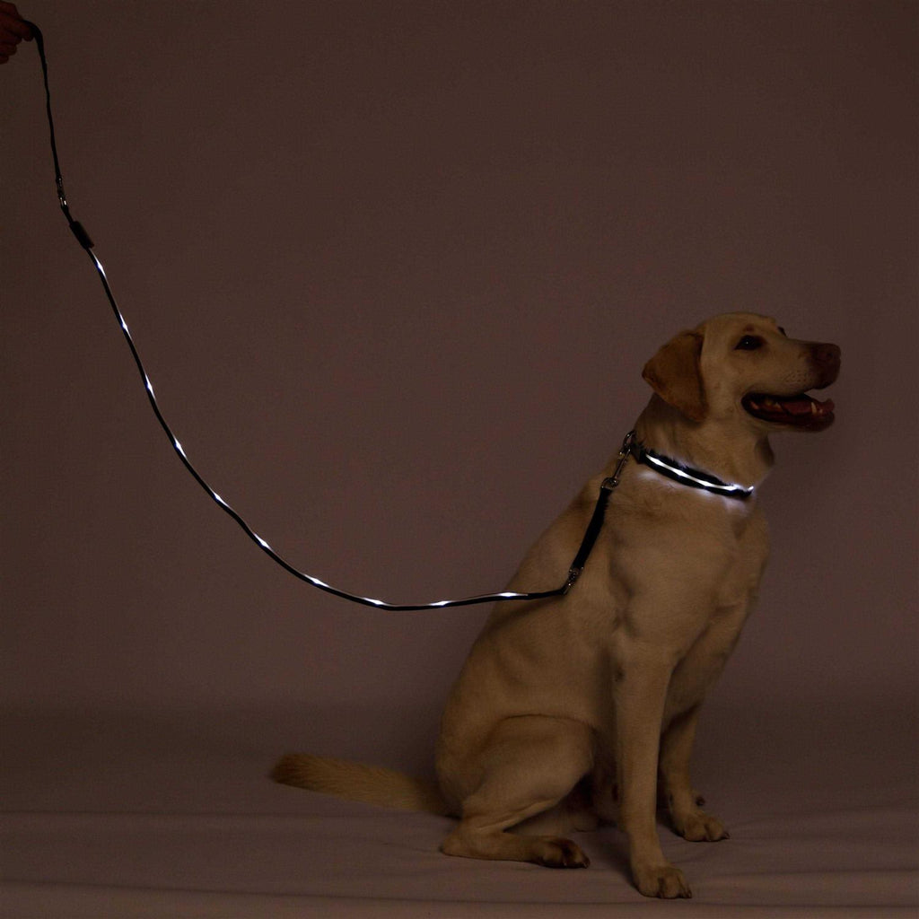 LED USB Rechargeable Dog Leash Y581774