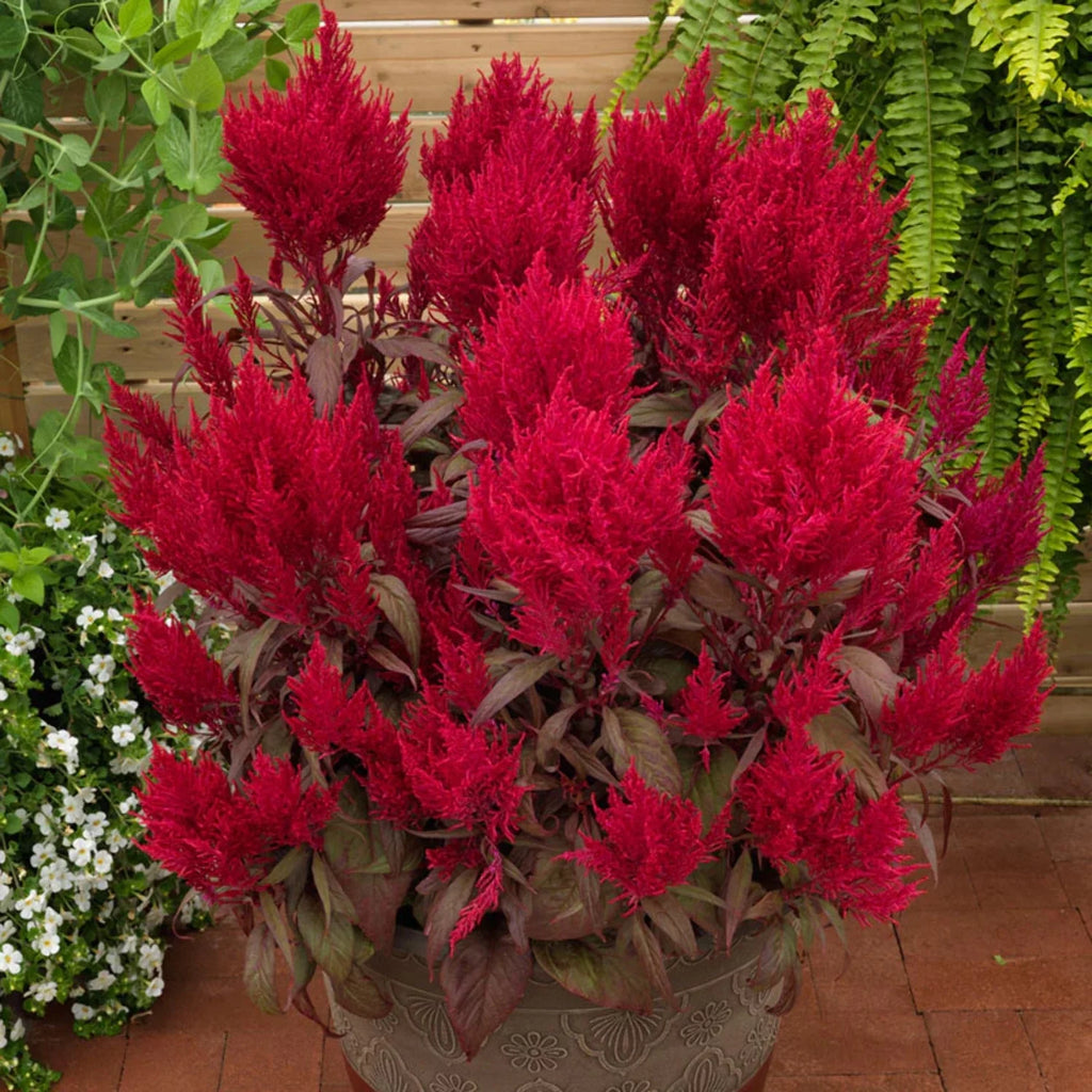 Celosia Seed V84101