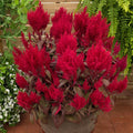 Celosia Seed V84101