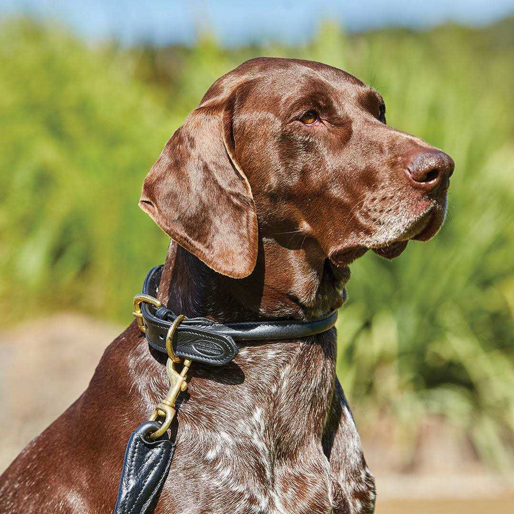 Rolled Leather Dog Collar Q9006