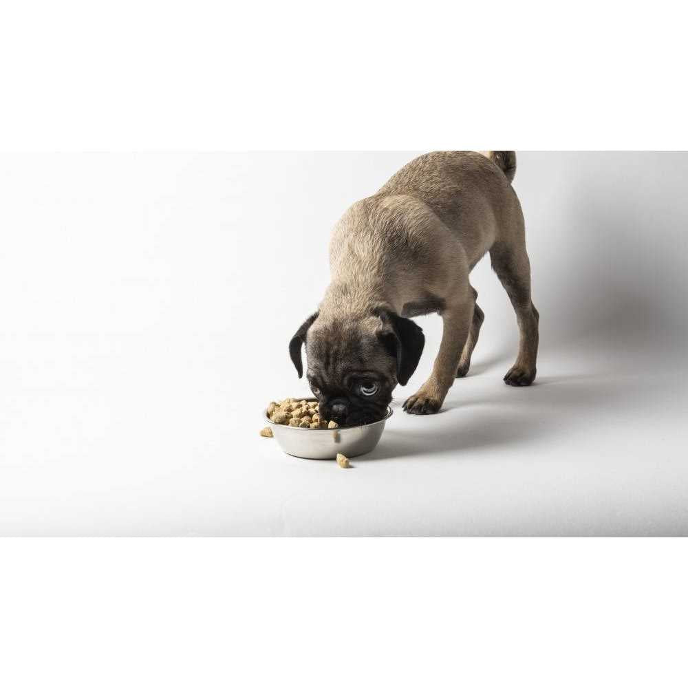Freeze Dried Raw Nature's Blend Small Breed Dog Food K5482