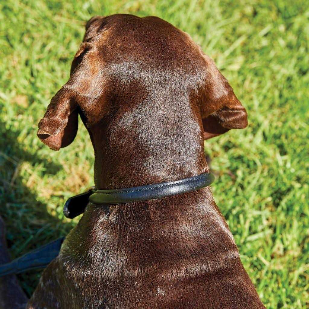 Rolled Leather Dog Collar Q9006
