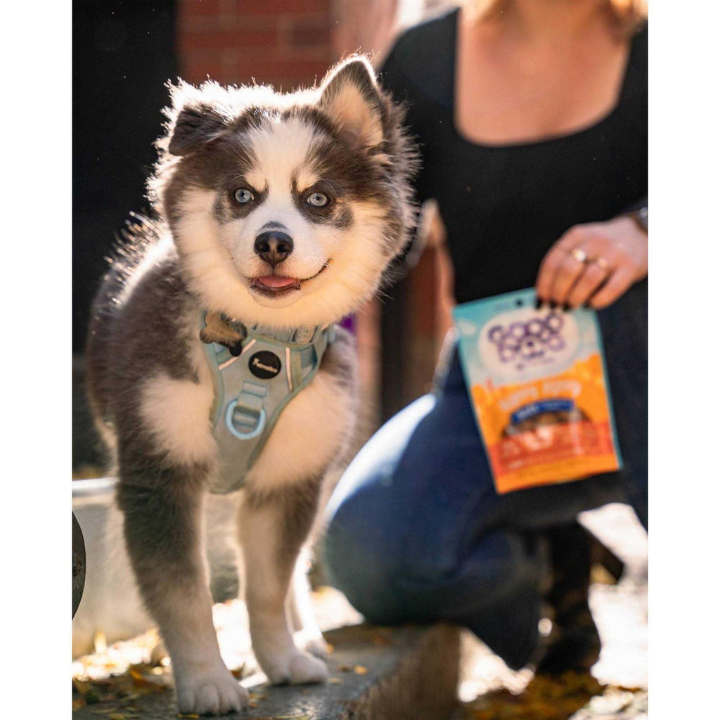 Lamb & Salmon Recipe Puppy Treats B245