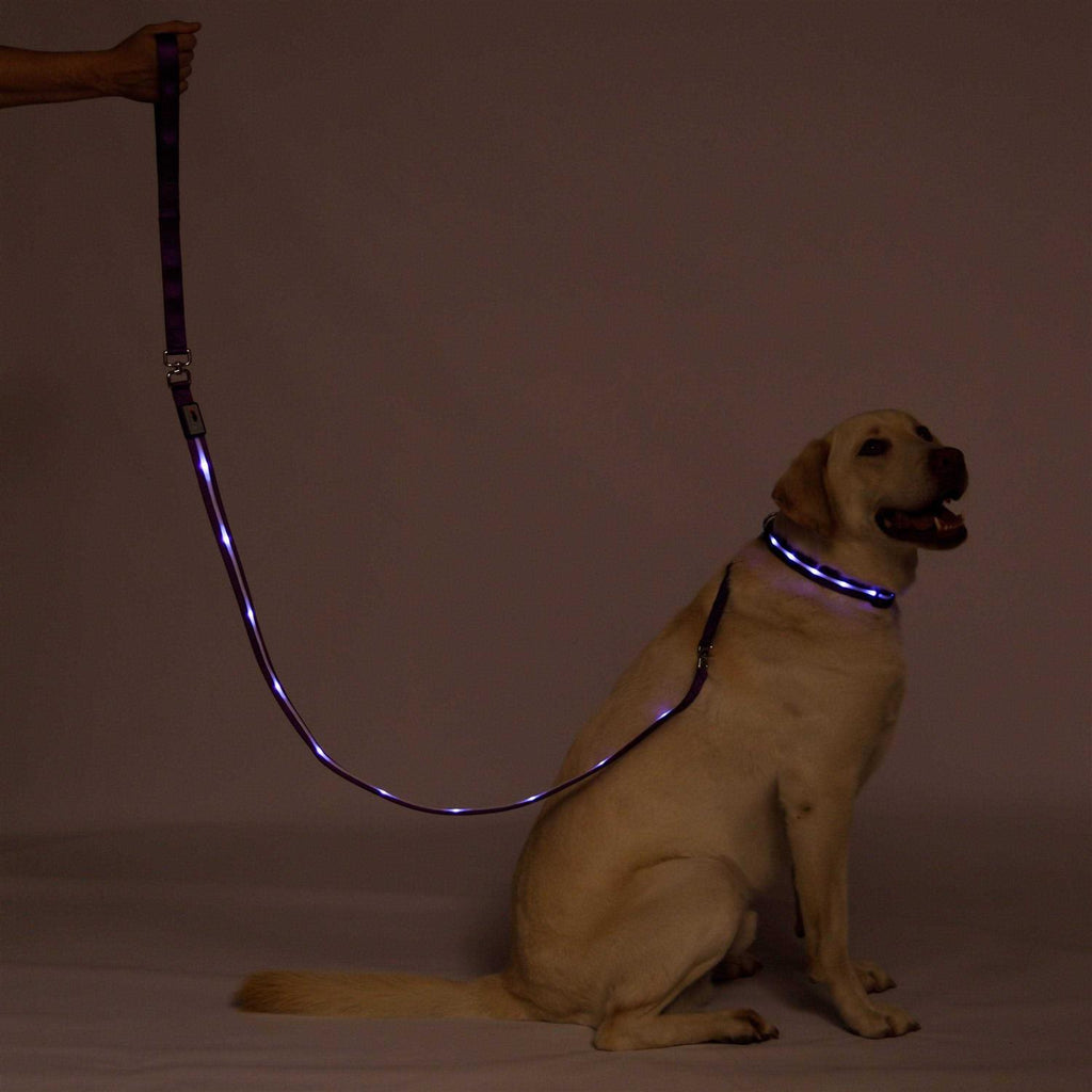 LED USB Rechargeable Dog Leash Y581774