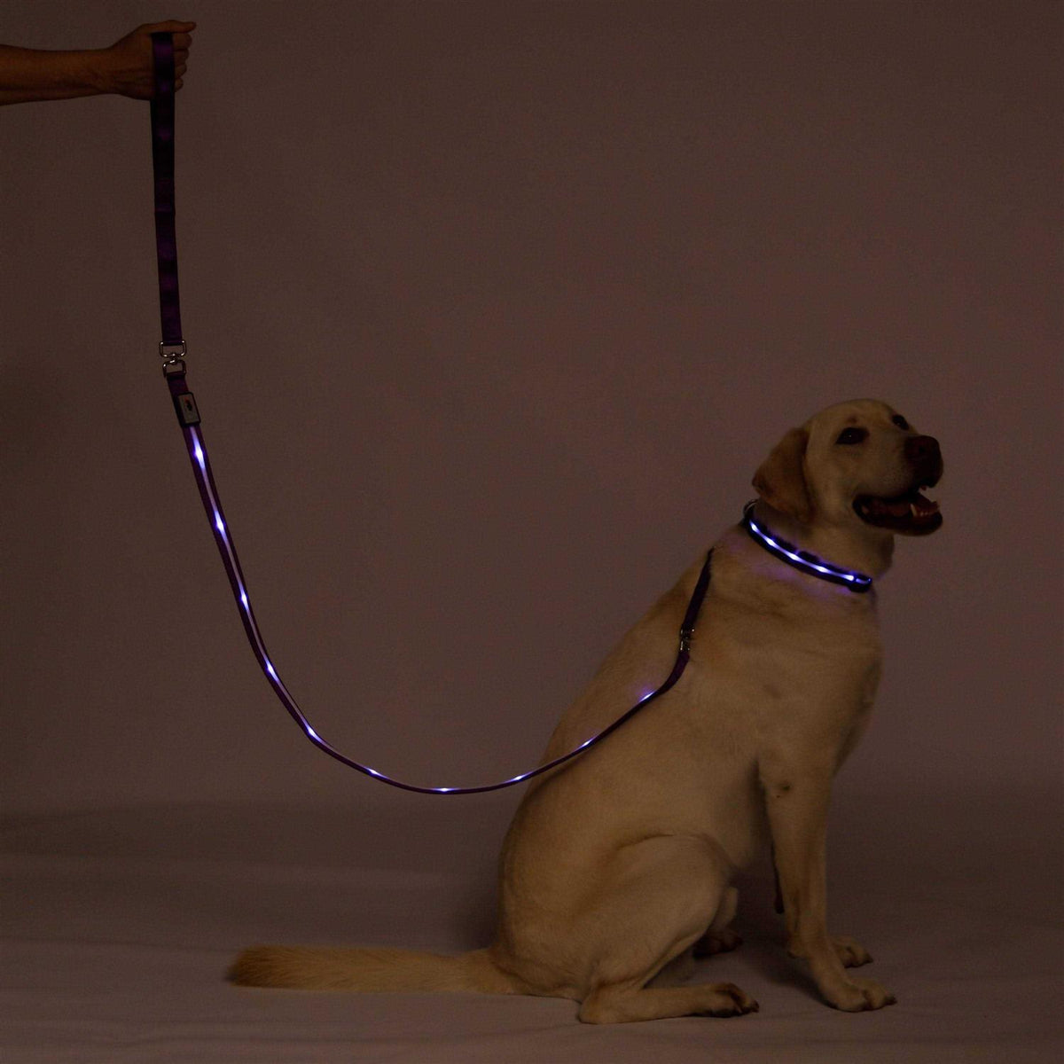 LED USB Rechargeable Dog Leash Y581774