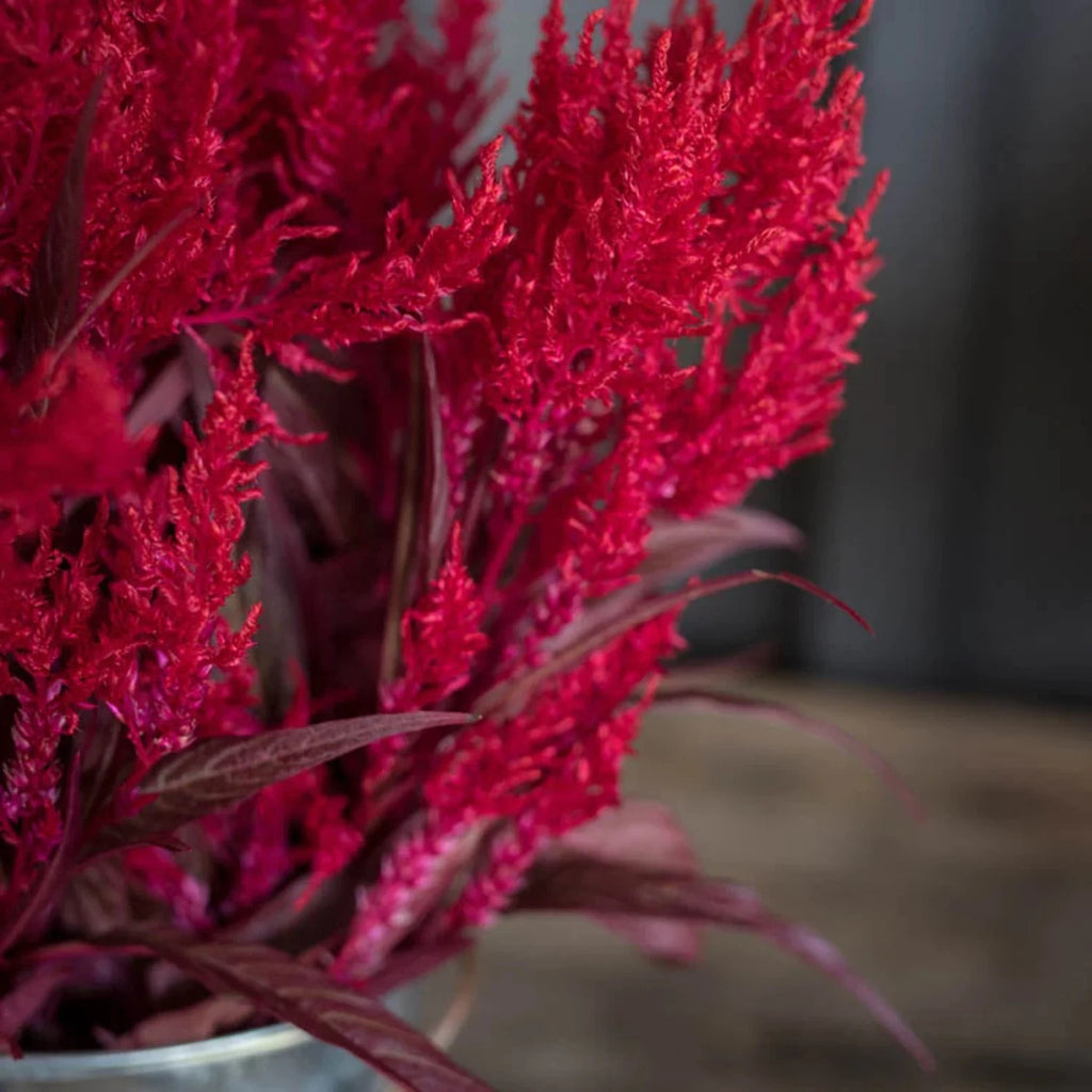 Celosia Seed V84101