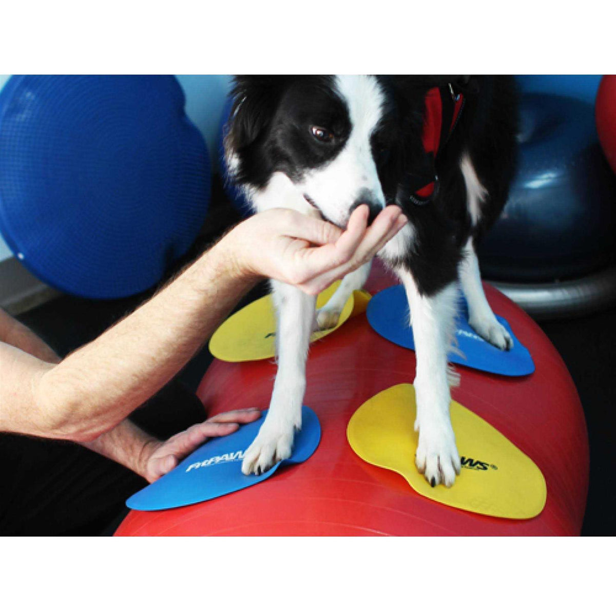 Pet Supplies E130