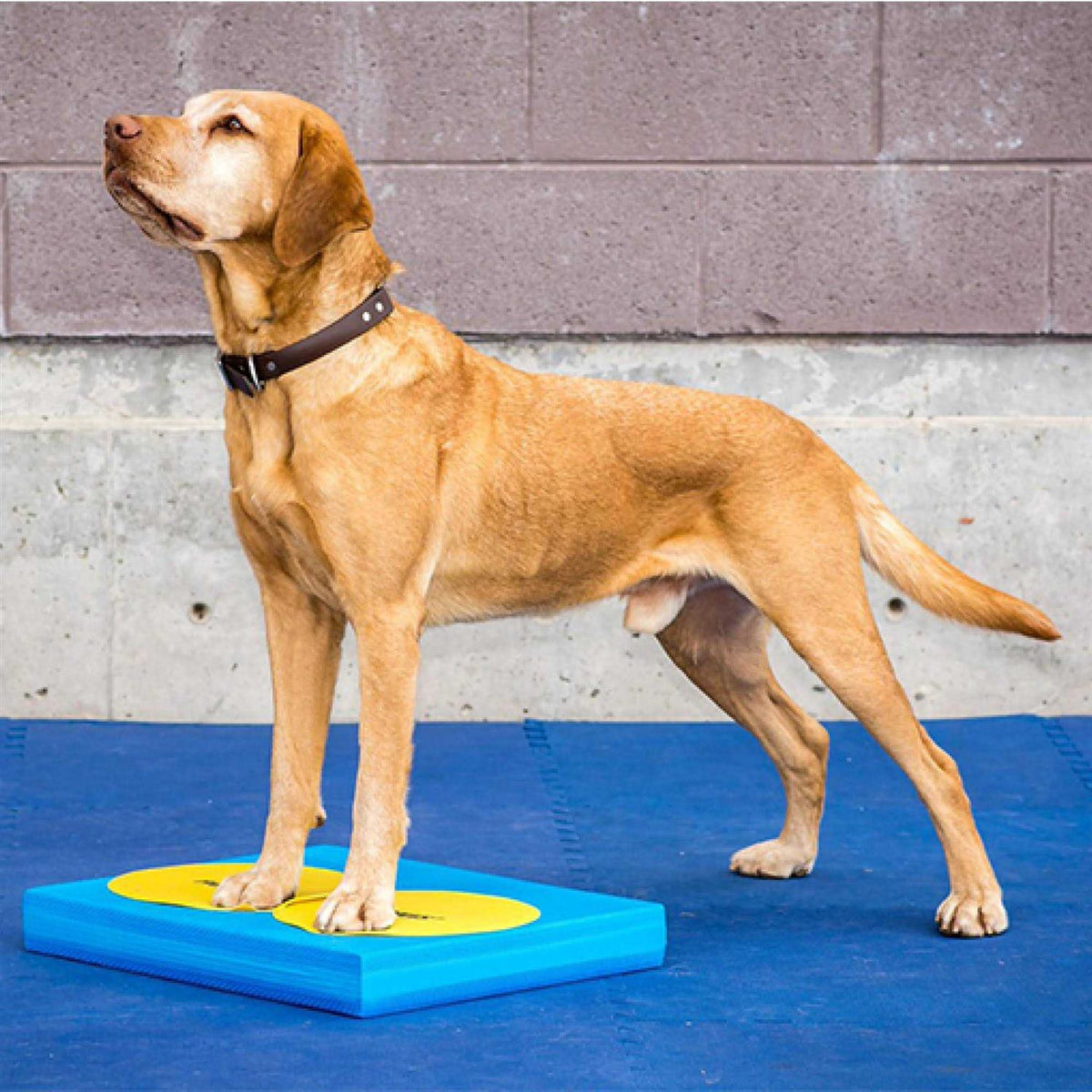 Pet Supplies E130