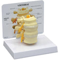 Basic Vertebrae Model R215339