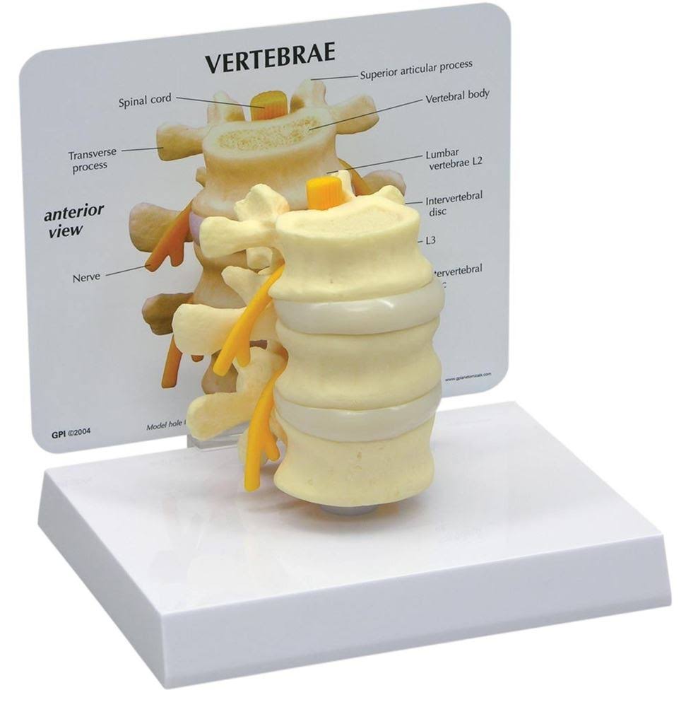 Basic Vertebrae Model R215339